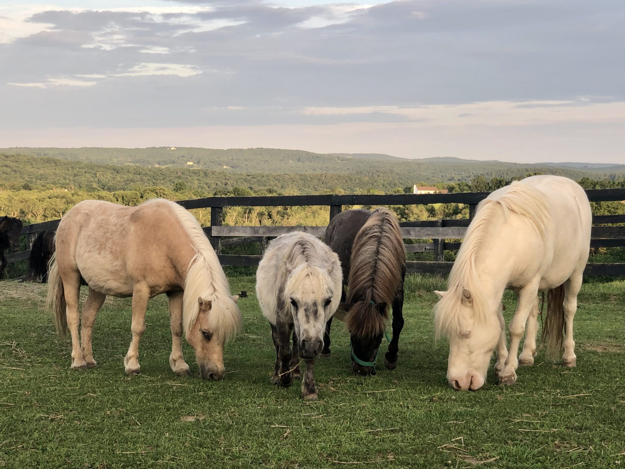 Four grazing miniture horses